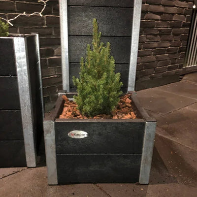 Liten blomskål - Året runt