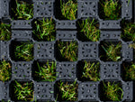 Terra-Grid E®35